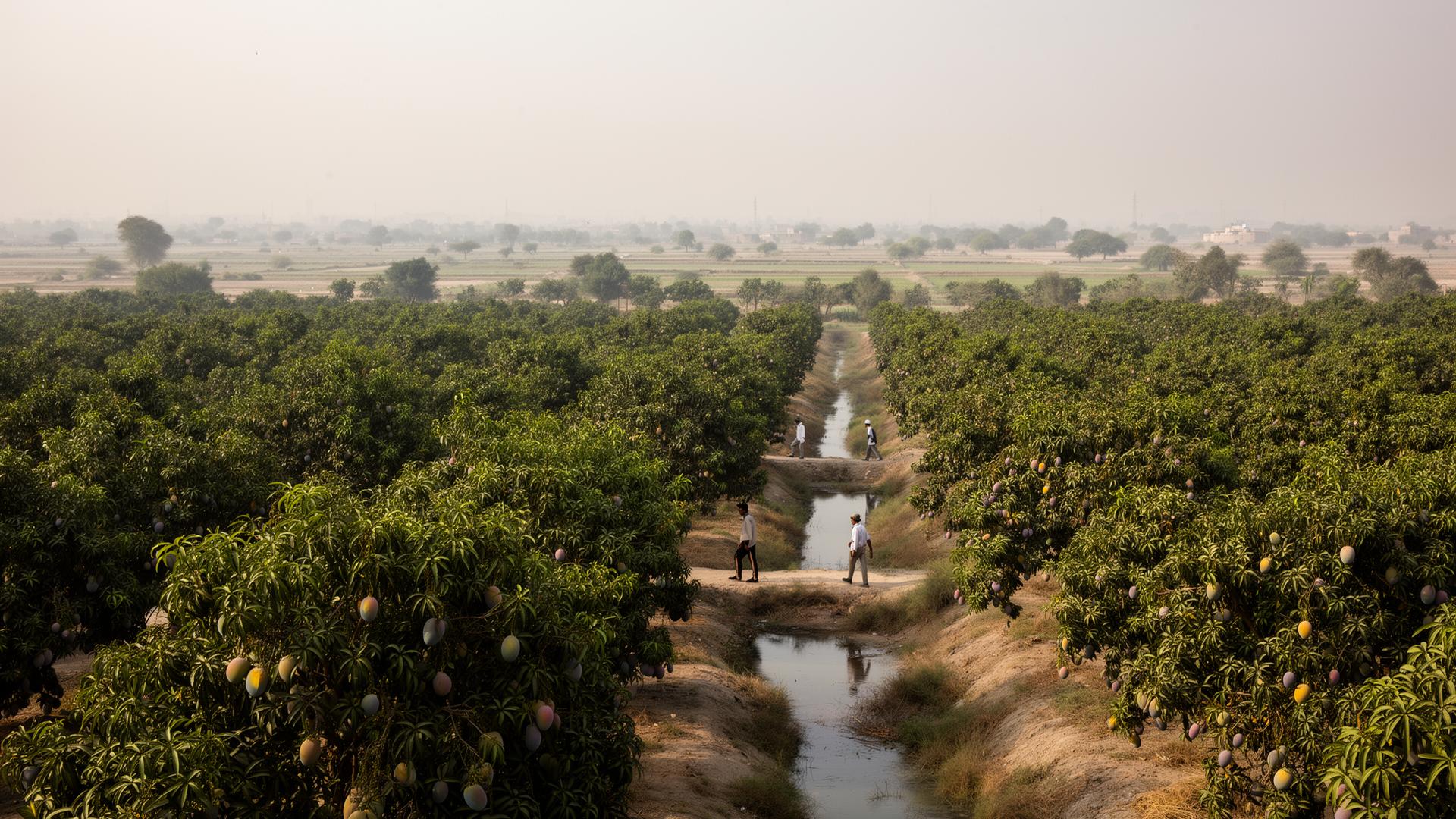 Punjab mango orchards